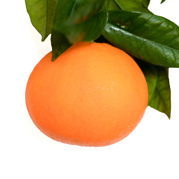 naranjas-frescas